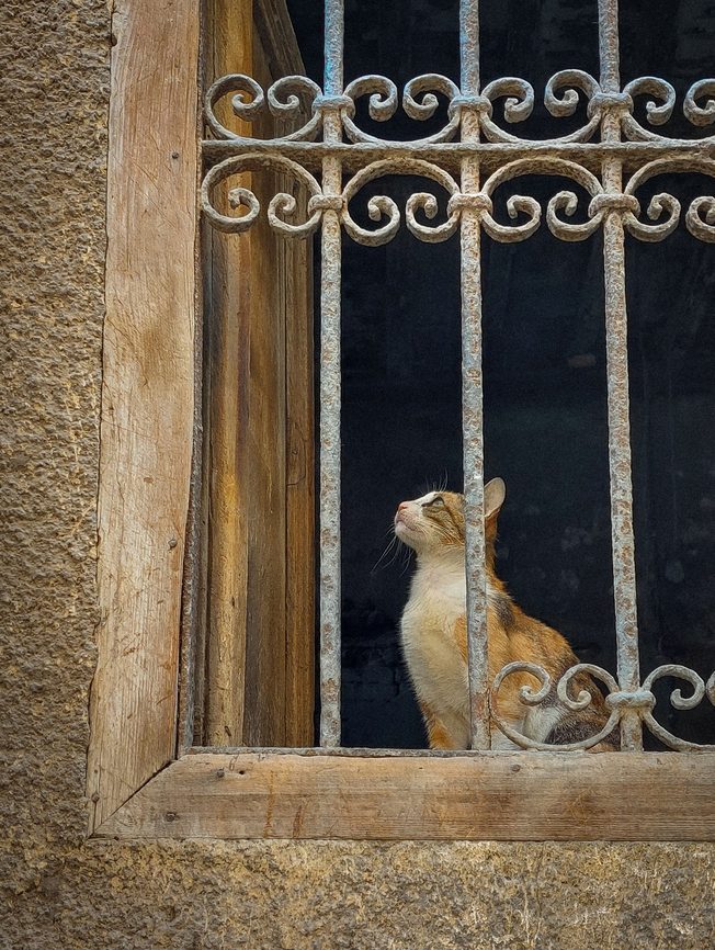 Cat sitting behind a rusted ornamental window grille, showing why finish and maintenance matter